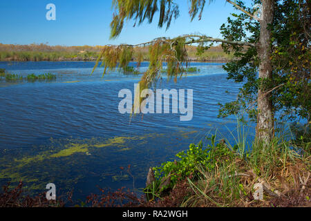 Feuchtgebiete entlang Owahee Trail, Grasbewachsenen Gewässer erhalten, West Palm Beach, Florida Stockfoto