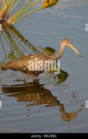 Limpkin (Aramus guarauna), Wellington Umwelt bewahren am Marjory Stoneman Douglas Everglades Lebensraum, Wellington, Florida Stockfoto