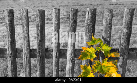 Alten schwarzen und weißen Zaun und farbigen Blätter, die auf gemeinsamen Ahorn Zweig. Acer. Melancholische Landschaft mit Vintage Holz Geländer. Gelb-grün Herbst Blatt. Stockfoto