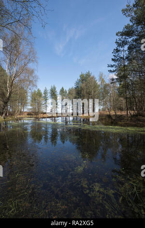 Einen einsamen Wald Teich an Mogshade Hill im New Forest, Hampshire, Großbritannien Stockfoto