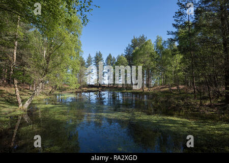 Einen einsamen Wald Teich an Mogshade Hill im New Forest, Hampshire, Großbritannien Stockfoto