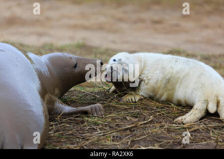 Grau seal Pup und Mutter Donna Nook Naturschutzgebiet, Lincolnshire, England Stockfoto