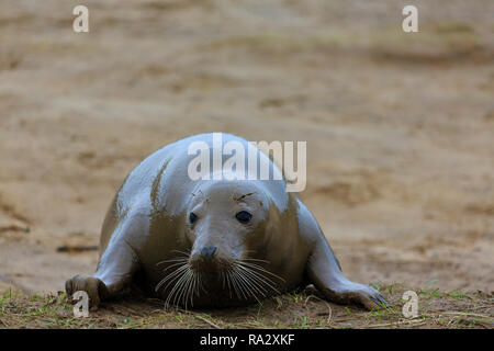 Grau Dichtung Kuh an Donna Nook Naturschutzgebiet, Lincolnshire, England Stockfoto