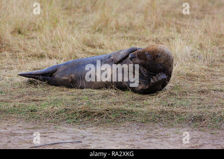 Grau Dichtung Stier an Donna Nook Naturschutzgebiet, Lincolnshire, England Stockfoto