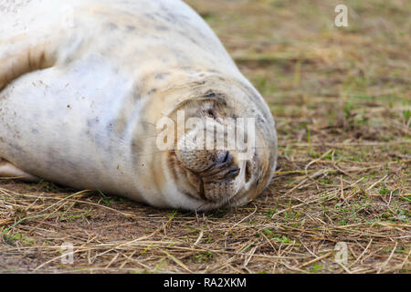 Grau Jungrobben in Donna Nook Naturschutzgebiet, Lincolnshire, England Stockfoto