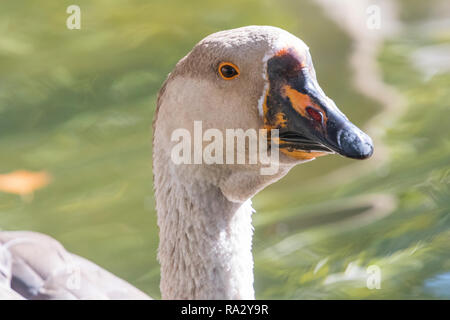 Portrait von Chinesischen gans Nah Stockfoto