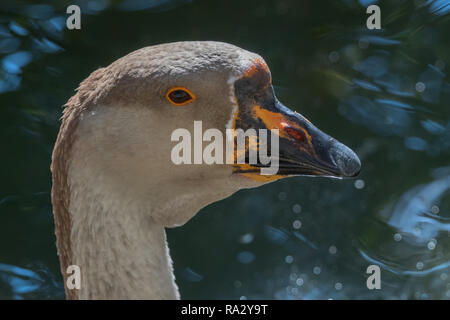 Portrait von Chinesischen gans Nah Stockfoto