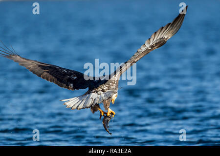 Ein Weißkopfseeadler einstellen ein Fisch es nur während der oben genannten Coeur d'Alene Lake im Norden von Idaho gefangen. Stockfoto