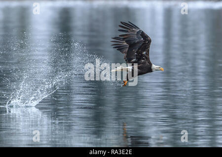 Der Weißkopfseeadler ist ein splash nach dem Fangen einen Fisch auf Coeur d'Alene Lake im Norden von Idaho. Stockfoto