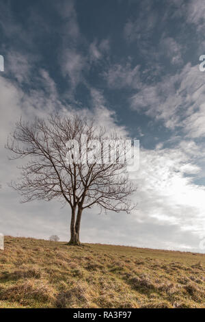 Einsamer Baum auf Cissbury ring, West Sussex, Großbritannien Stockfoto