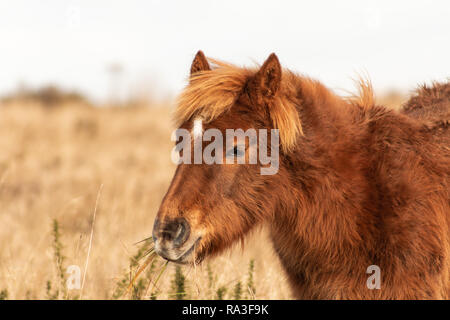 Wilden Ponys Weiden auf Cissbury Ring, West Sussex, Großbritannien Stockfoto