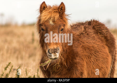 Wilden Ponys Weiden auf Cissbury Ring, West Sussex, Großbritannien Stockfoto