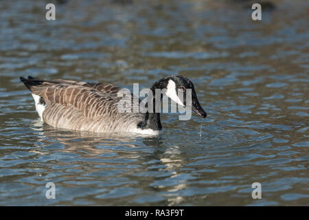 Das Wasser fällt aus dem Schnabel eines Kanada Gans Stockfoto