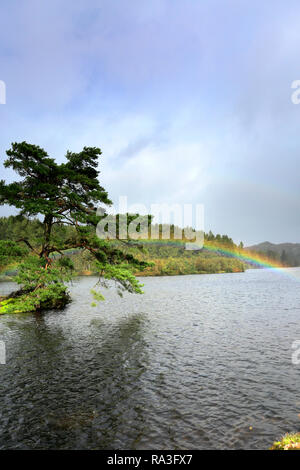 Herbst Regenbogen über Tarn Hows, Nationalpark Lake District, Cumbria, England, Großbritannien Stockfoto