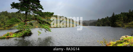 Herbst Regenbogen über Tarn Hows, Nationalpark Lake District, Cumbria, England, Großbritannien Stockfoto