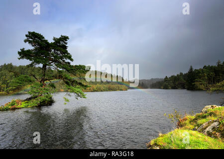 Herbst Regenbogen über Tarn Hows, Nationalpark Lake District, Cumbria, England, Großbritannien Stockfoto