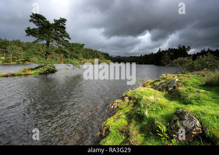 Herbst Blick über Tarn Hows, Nationalpark Lake District, Cumbria, England, Großbritannien Stockfoto