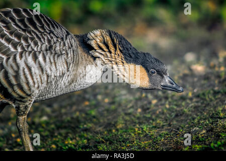 Nahaufnahme einer Hawaiian goose (Nene) in Gefangenschaft Stockfoto