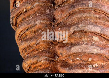 Extreme Nahaufnahme eines segmentierten Trilobit Thorax Stockfoto