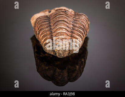 Am Ende eines Trilobiten fossile an einem reflektierenden schwarzen Hintergrund Stockfoto