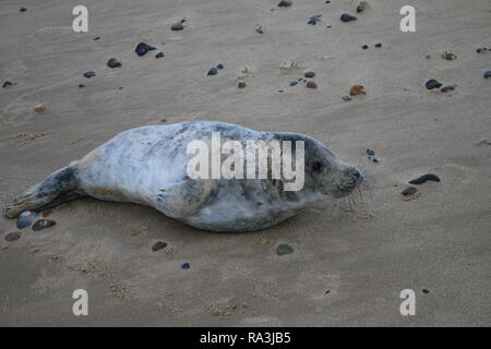 Tierwelt aus der Nähe von niedlichen ansprechend freundlich Grau seal Pup mit braunen Augen von Küste zu Küste Landschaft Meer Sand Stockfoto