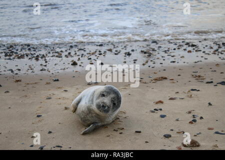 Tierwelt aus der Nähe von niedlichen ansprechend freundlich Grau seal Pup mit braunen Augen von Küste zu Küste Landschaft Meer Sand Stockfoto