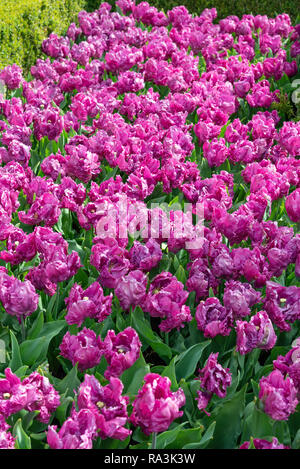 Spektakuläre Anzeige der Tulpen auf der weltweit größten Glühlampe Blumengarten Keukenhof Gärten im April 2018, Lisse, Niederlande, Die Niederlande Stockfoto