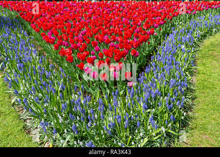 Spektakuläre Anzeige der Frühjahrsblüher auf der weltweit größten Glühlampe Blumengarten Keukenhof Gärten im April 2018, Lisse, Niederlande, Die Niederlande Stockfoto