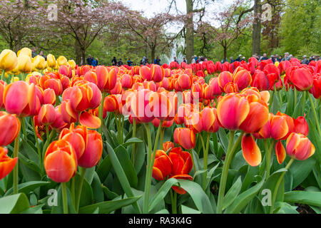 Spektakuläre Anzeige der Frühjahrsblüher auf der weltweit größten Glühlampe Blumengarten Keukenhof Lisse, Niederlande, Die Niederlande Stockfoto