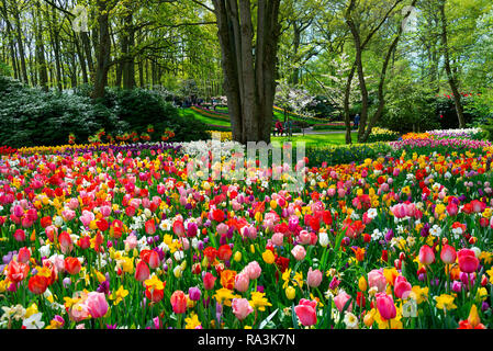 Spektakuläre Anzeige der Frühjahrsblüher auf der weltweit größten Glühlampe Blumengarten Keukenhof Gärten im April 2018, Lisse, Niederlande, Die Niederlande Stockfoto