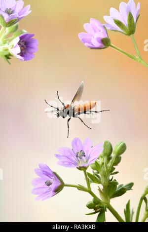 LATINLOC 1 (Athalia rosae), im Flug auf Blumen von Geranium pyrenaicum (Geranium pyrenaicum), Deutschland Stockfoto