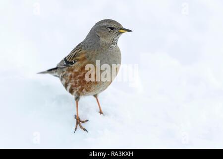 Alpine Accentor (Prunella collaris), mit geschlossener Schneedecke, Wallis, Schweiz Stockfoto