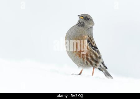 Alpine Accentor (Prunella collaris), bei geschlossener Schneedecke und Sturm, Wallis, Schweiz Stockfoto