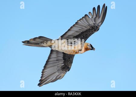 Bartgeier (Gypaetus Barbatus), im Flug, Wallis, Schweiz Stockfoto