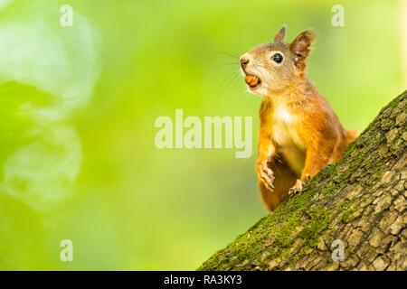 Eurasischen Eichhörnchen (Sciurus vulgaris) mit Haselnuss im Mund am Baumstamm, Lower Austria, Austria Stockfoto