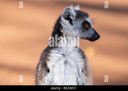 Ring-tailed Lemur (Lemur catta), Tier Portrait, berenty Naturschutzgebiet, Region Androy, Madagaskar Stockfoto