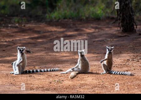 Drei Kattas (Lemur catta) im roten Sand Sitzen um sich zu Sonnen, berenty Nature Reserve, Androy Region, Madagaskar Stockfoto