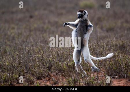 Tanzen verreaux's Sifaka (Propithecus verreauxi), berenty Nature Reserve, Androy, Madagaskar Stockfoto