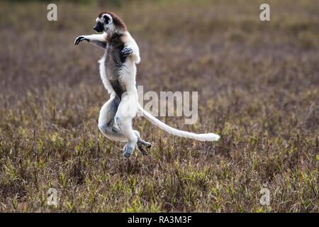 Tanzen verreaux's Sifaka (Propithecus verreauxi), berenty Nature Reserve, Androy, Madagaskar Stockfoto