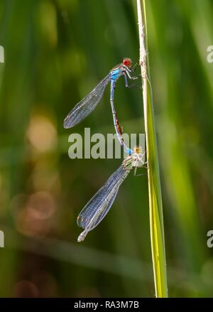 Red-eyed Damselfly (Erythromma najas), Paar mit Milben, wenn die Kopplung auf Gräser, Bayern, Deutschland Stockfoto