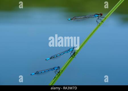 Red-eyed Damselfly (Erythromma najas) und zwei gemeinsamen Blau damselflies (Enallagma cyathigerum) sitzen auf Gräser, männlich Stockfoto