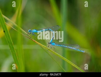 Gemeinsame blau damselflies (Enallagma cyathigerum), mit der die Kopplung auf Grashalm, Bayern, Deutschland Stockfoto