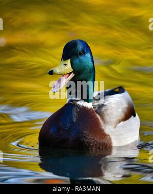 Stockente (Anas platyrhynchos), Drake, Aufruf, schwimmen im Wasser, Baden-Württemberg, Deutschland Stockfoto