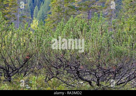 Mountain Pine (Pinus mugo), Sextner Dolomiten, Südtirol, Alto Adige, Italien Stockfoto