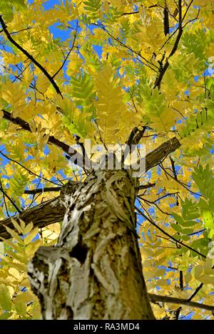 Kaukasische wingnut (Pterocarya fraxinifolia), Baumkrone mit gelben Blätter im Herbst vor blauem Himmel, Nordrhein-Westfalen Stockfoto