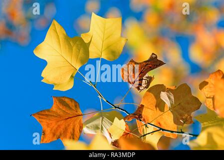 Tulpenbaum (Liriodendron tulipifera), Äste, Blätter im Herbst vor einem blauen Himmel, Nordrhein-Westfalen, Deutschland Stockfoto