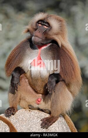 Gelada baboon (Theropithecus gelada), männlich sitzt auf Felsen, Captive, Deutschland Stockfoto