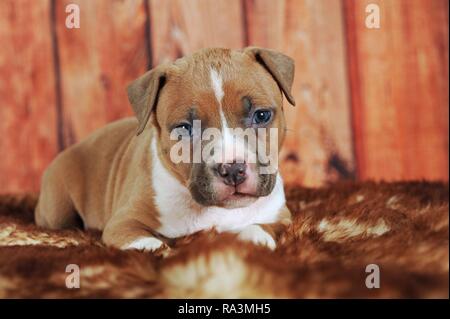 American Staffordshire Terrier Welpen 4 Wochen, rot-weiß, liegt auf Pelz Decke, Österreich Stockfoto