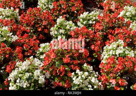 Wachs Begonien (Begonia semperflorens x - "cultorum), Weiß und Rot, Deutschland Stockfoto