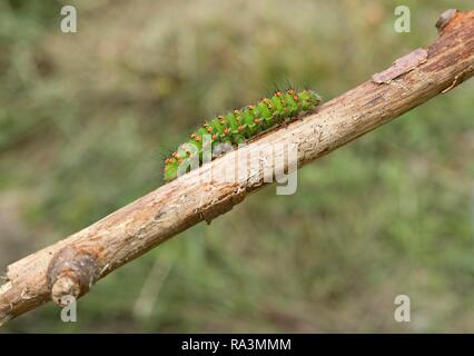 Caterpillar, kleine Kaiser Motte (Saturnia pavonia) läuft auf Ast, Nordrhein-Westfalen, Deutschland Stockfoto